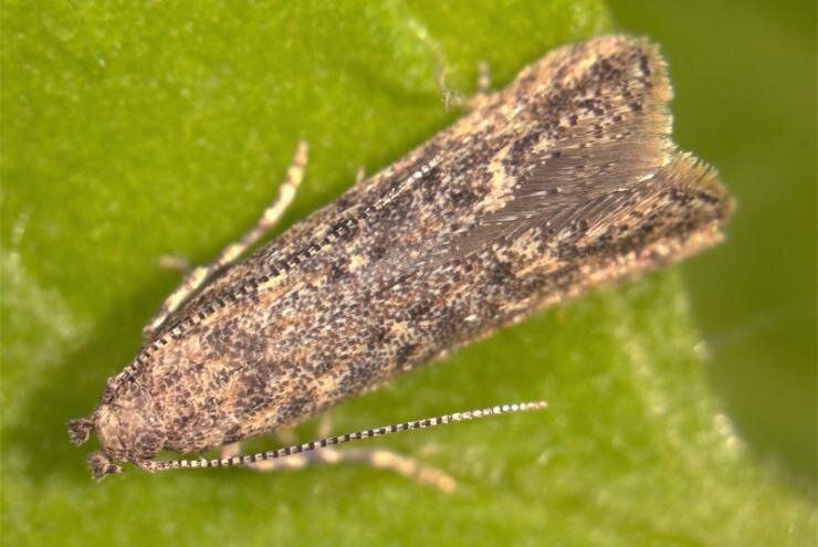 ������� ���� �������: ��� ���������� � �������� �����