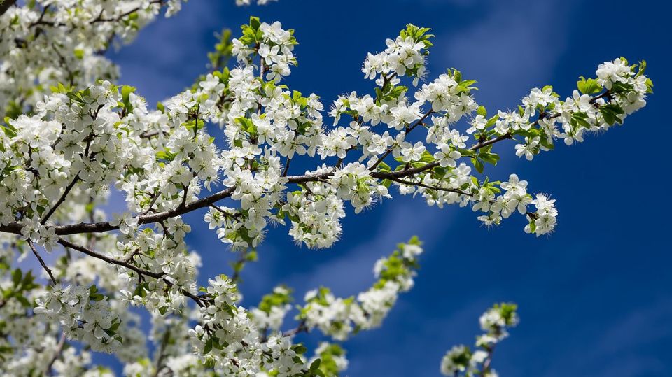 ��� �������� ���� �� ������ ������: ������� ��������� ��������