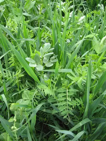 Сидераты: идеальные помощники для осенной подкормки ваших грядок