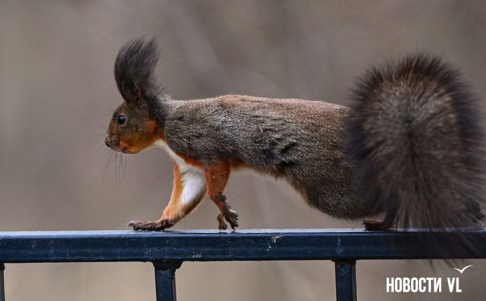 ������ ����, �����������. ���� ���������� ����������