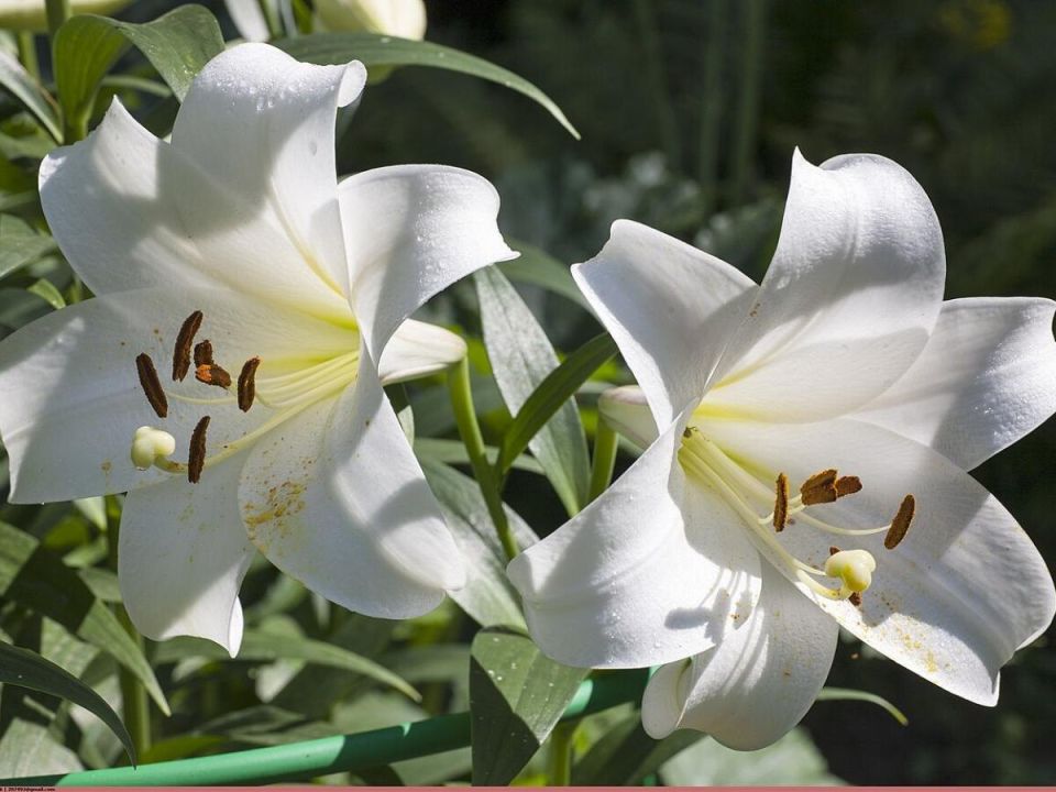 ���� ��� �����: ������� luxuriant ��������