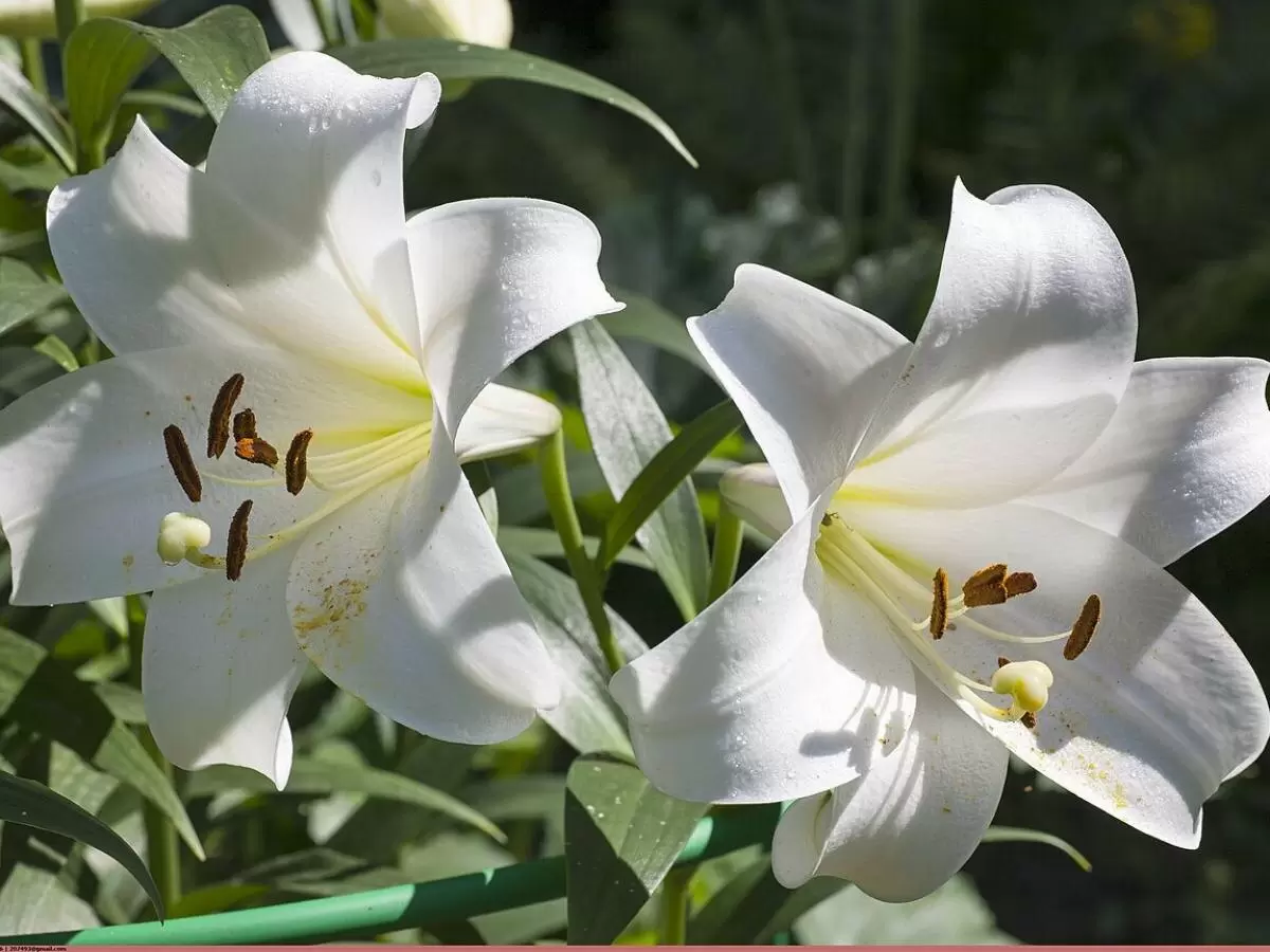 Зола для лилий: секреты luxuriant цветения