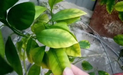 Почему у домашнего мандарина желтеют листья и как с этим бороться
