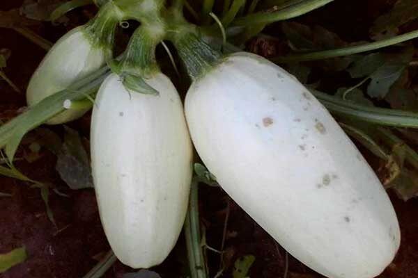 ������� �����: ������� ��������� ����������� ������ ����������� ����� ������