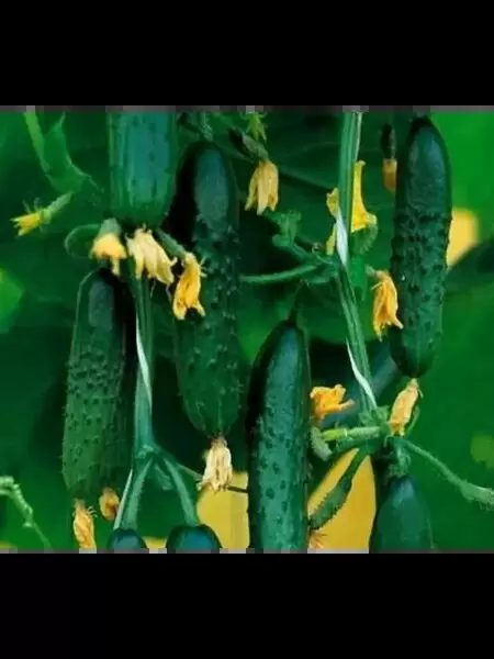 Огурец Отличник: ранний фаворит для дачников с отличным вкусом