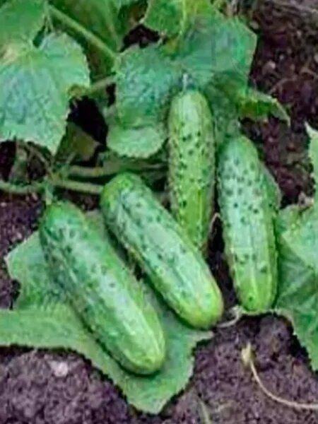 ������ ��������: ��������� ����� ��� ������� ������ � �������� ������