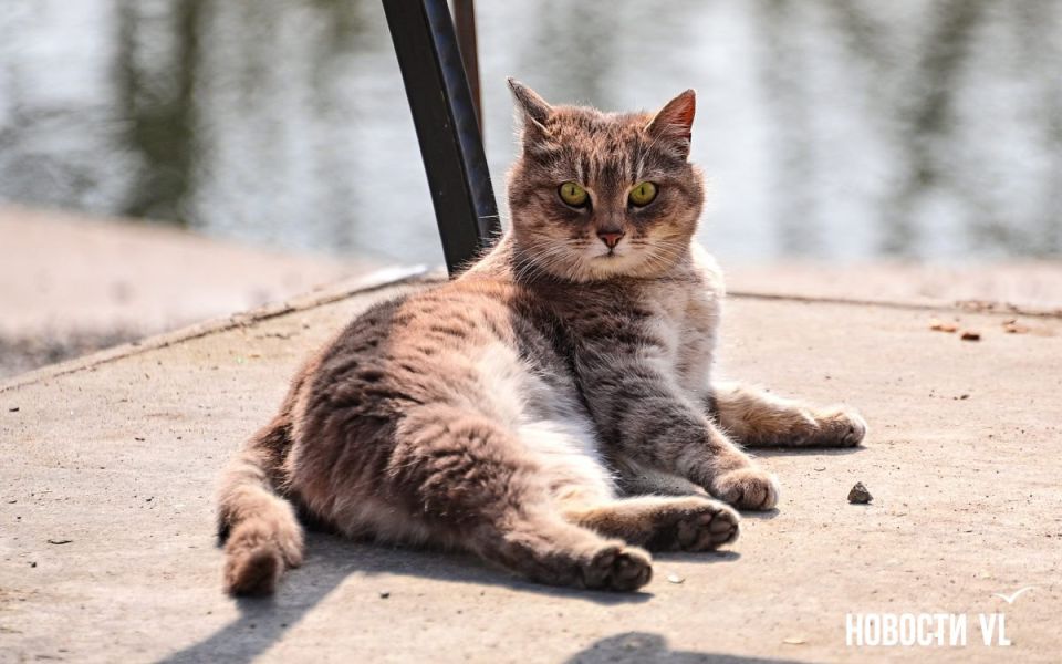 ������ ����, �����������. ���� ���������� ����������