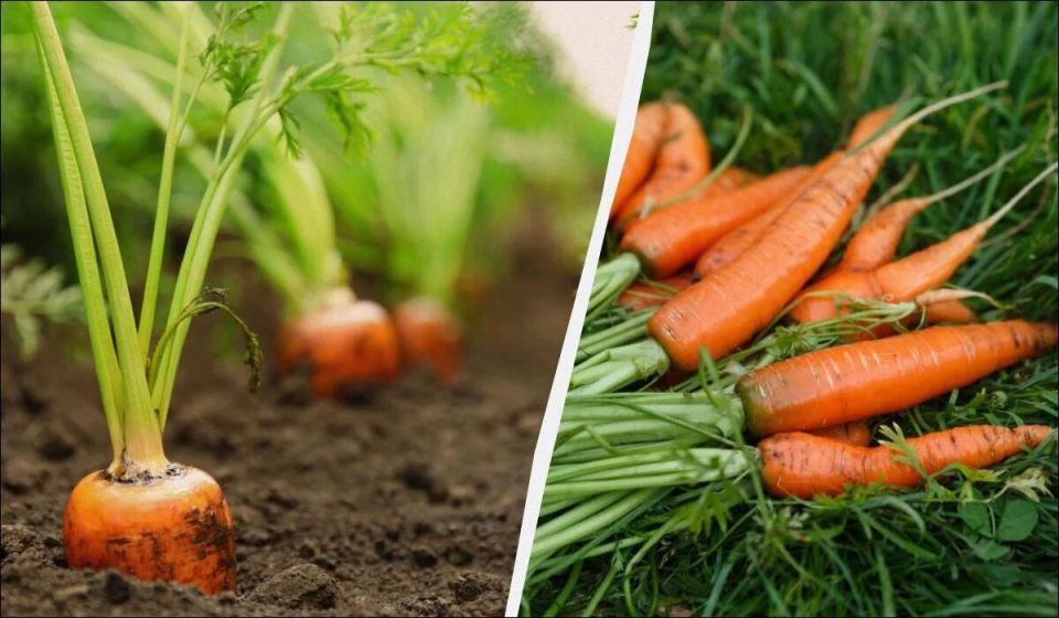 ��� ��������� �������� �������: ������ � ������ ��������� �� 2024 ���