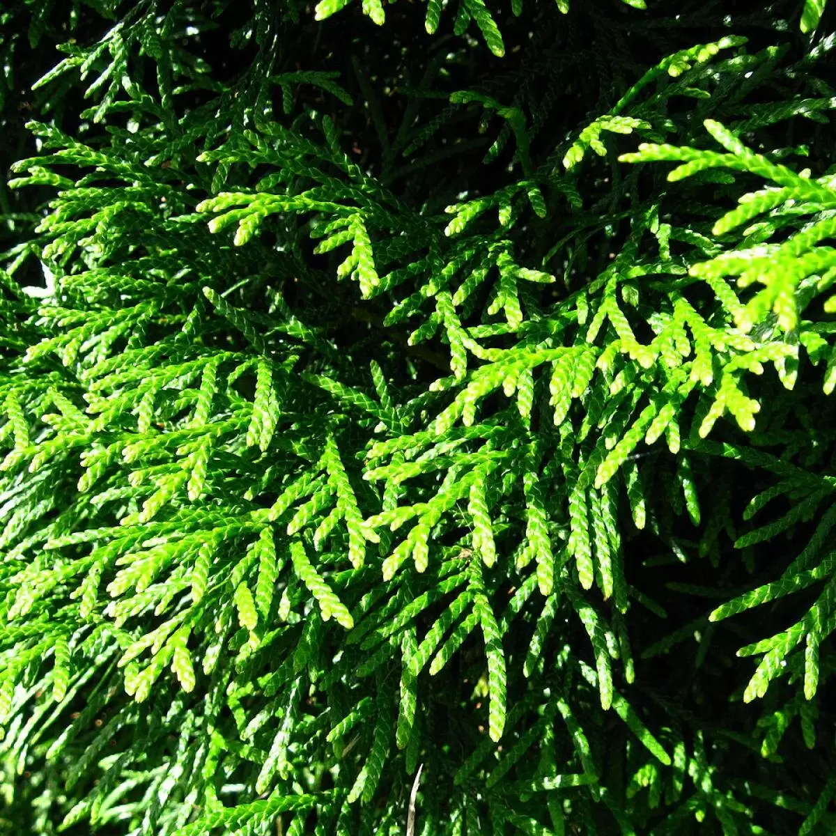 Как выбрать соседей для туи: что стоит учесть при посадке