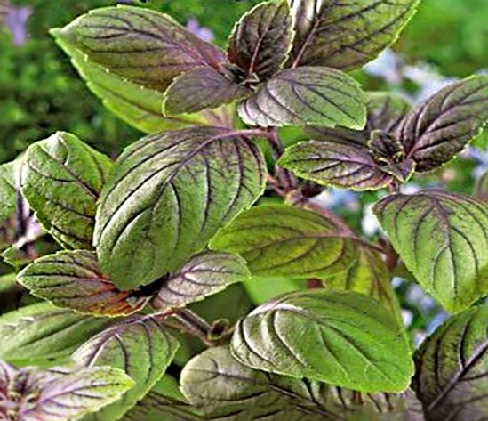 ��������, �������� ����� ��������� ������� �������