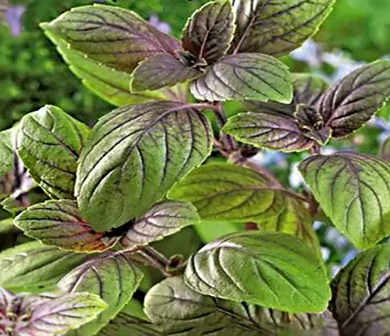 Базилики, которыми стоит запастись каждому гурману