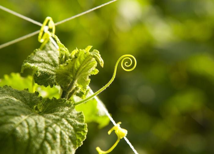 ���� �� �������� �� ������ �������� ����: �������� ������� ��������� ������