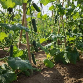 Огурцы для каждой кухни: лучшие сорта для салатов и зимних закруток