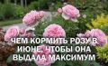 Гид по уходу за канадскими розами: чем подкормить в июне для буйного цветения сорта Ламберт