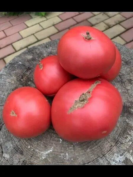 ����� ��������: ������� ������ �� ����� ���������