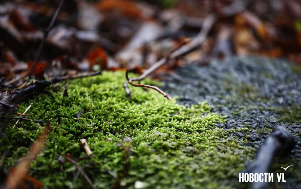 ������ ����, �����������. ���� �������