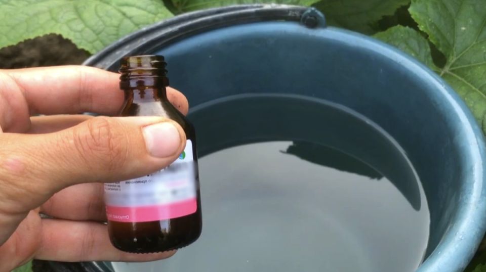 ����������� ���������, ������� ������� ������: ��� �������� ������� ������ ����