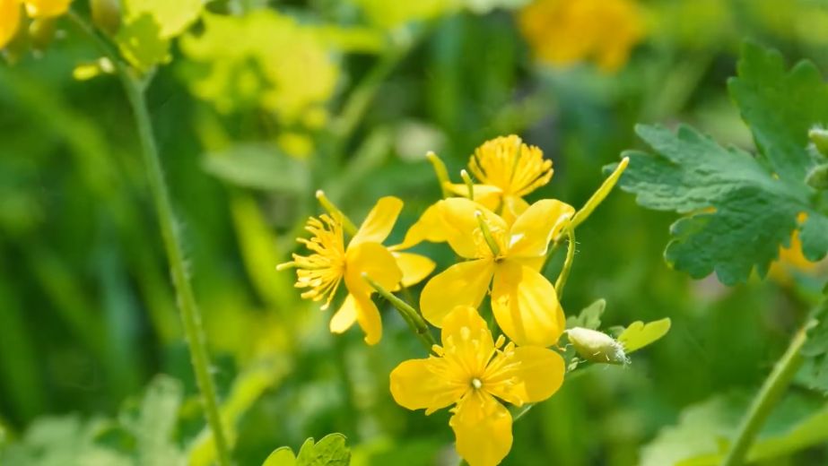 ��������� ��������� � �������: ����� � ���