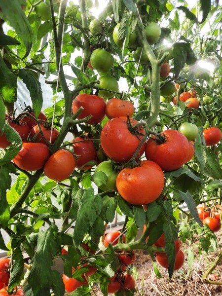 ������ ��������� �������� ������� �� ��� ����