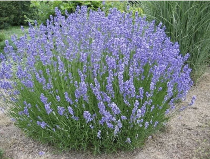 ������� � ����: ������� ��������� ����������� � �����