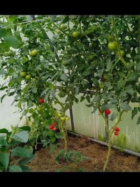 Томаты Зазимок: секреты успешного урожая и хранения с осени до зимы