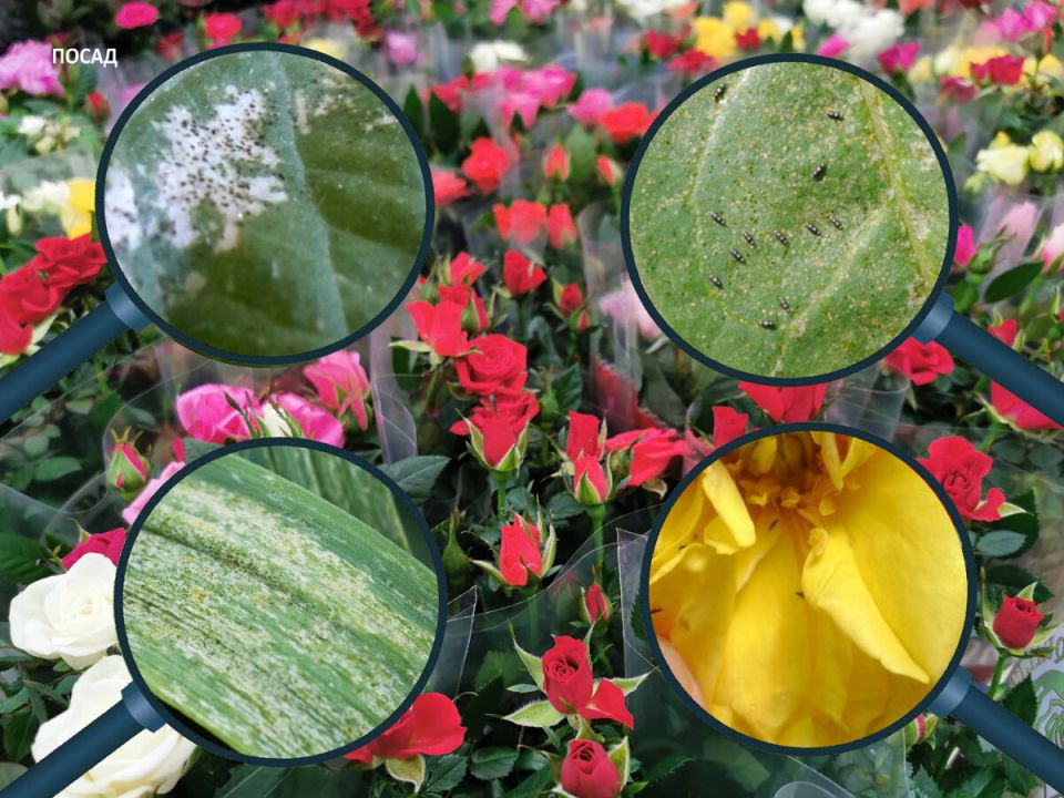 ��� ���������� �� �������: ������� ������ �� ������ � ����������� �� ������� �������