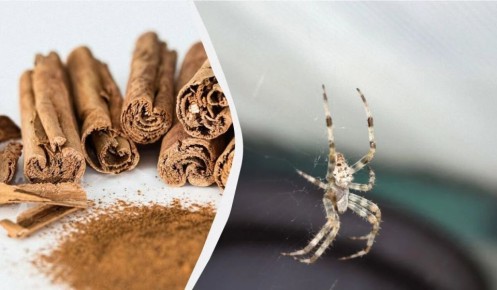 ��� ������ ����� ������ ��� ��� �� ������: ������� ������