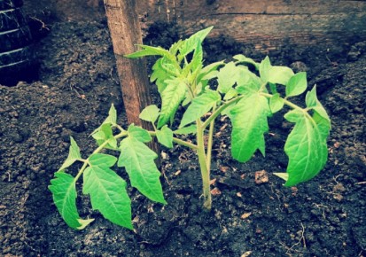 Какой урон наносит вере в лунный календарь в садоводстве и чем заменить его здравым временем