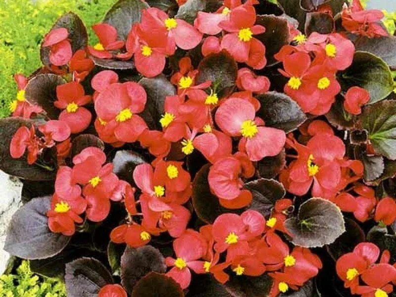 ��� ������ �����: ������ ����� ��� ������ � �������