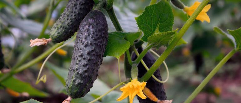 ��� �������� ��������� ����� �������: ������ ��� �����������