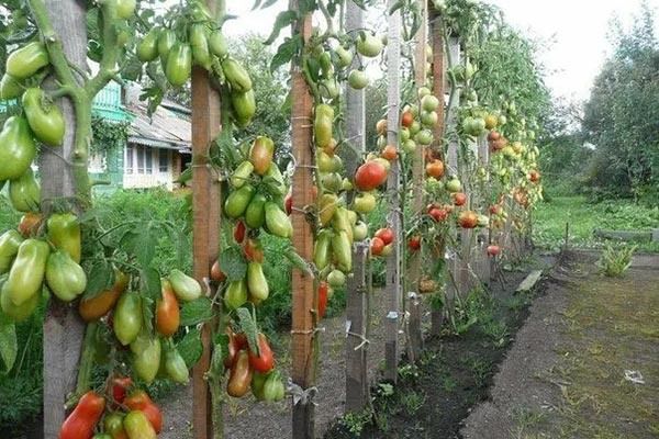 ����������� ������� ������� ���������: ������� ��������� ������