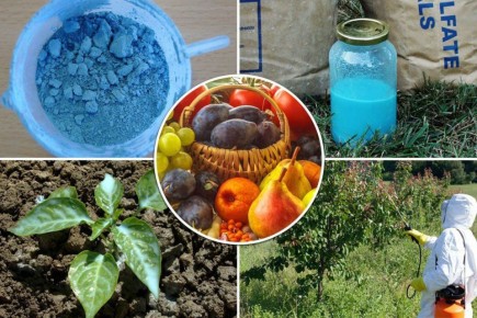 ��������� �����: �������� �������� ����� �������� �� ��������