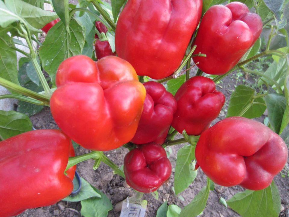 ����� ��� �������: ���� ������ ��� ������ �������