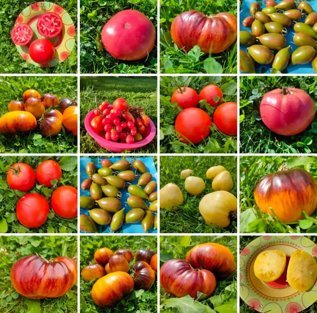 Томатные страсти: как выбор сорта стал искусством в садоводстве