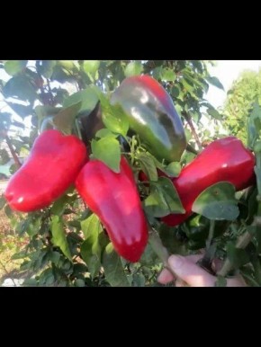 ����� ������� ������: ������� ��������� ����������� � ��������������� ����������