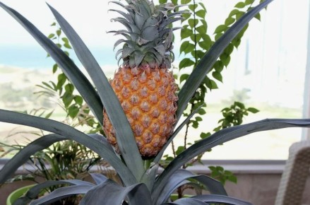 �������� ����: ��� ��������� �������� � ���� ����