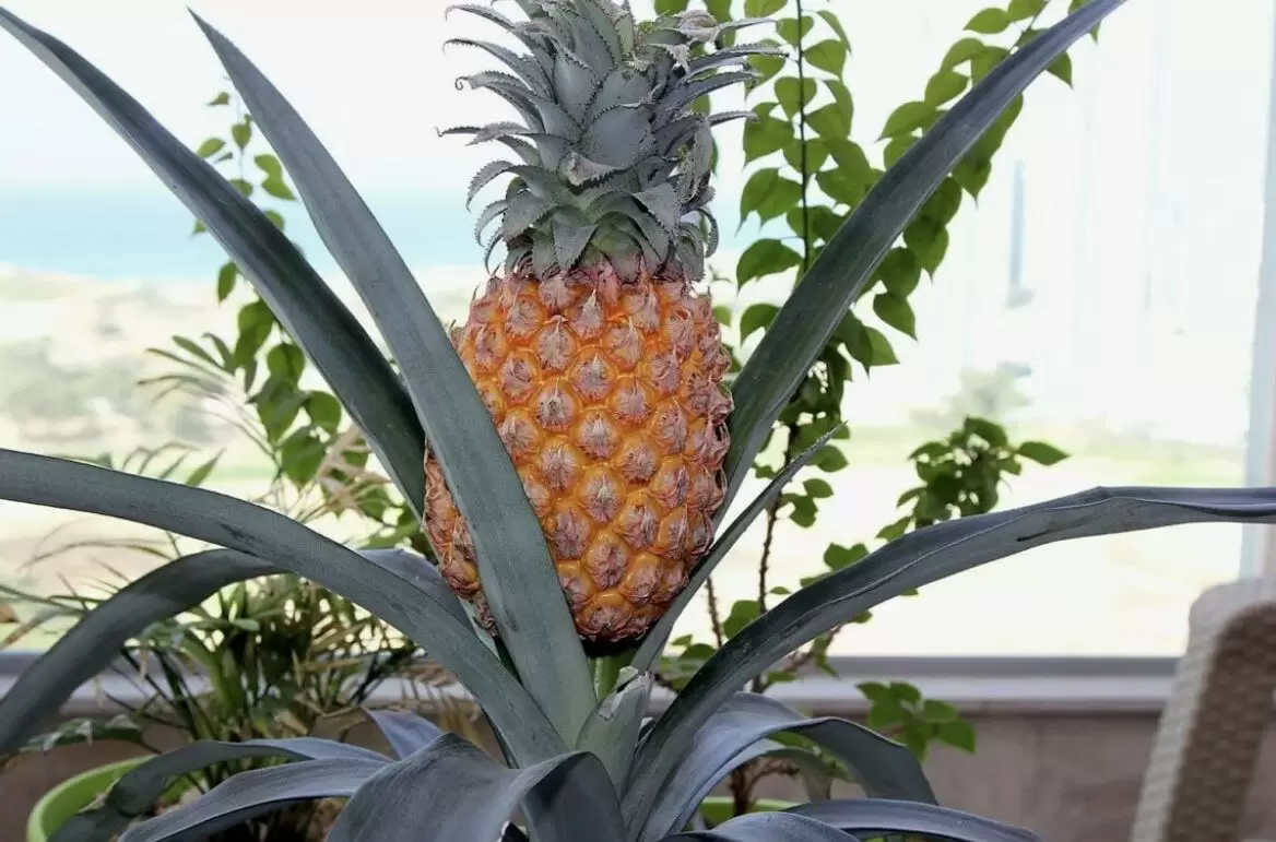 Плодовые грёзы: как вырастить экзотику у себя дома