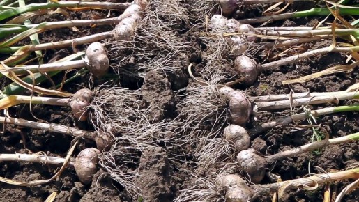 ��� ��������� ����������� ������ ��� ������� �������: ������ �����������