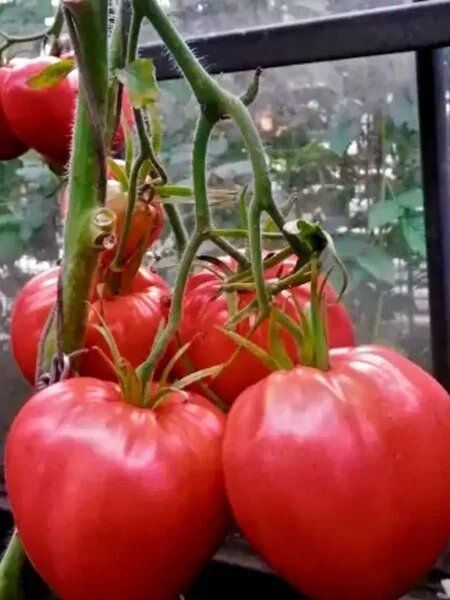 ����� ��������� �������: ������� ������ � ����������� ������������ ������