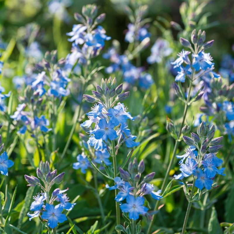 ������ � ����: ��� �������� ���������� �������� ������ � ������