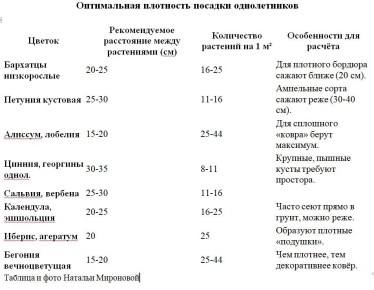 Создайте цветущий шедевр: как спланировать идеальную клумбу в 2026 году