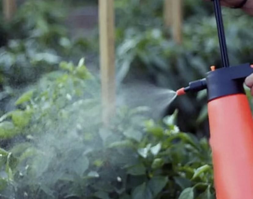 ��� ��������� ������������� �������� � ����: ������ �� ����������� ����������