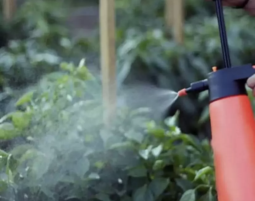 Как правильно подкармливать растения в жару: советы по внекорневым подкормкам