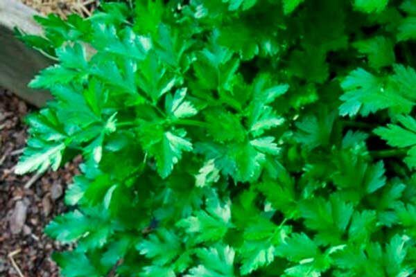 �������� ������������: ������� ��������� �����������