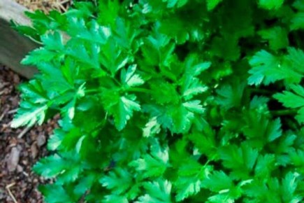 �������� ������������: ������� ��������� �����������