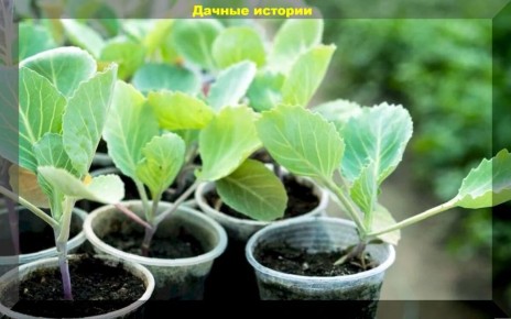 ����� ���������������� ������� � �������� � ������� �� �������