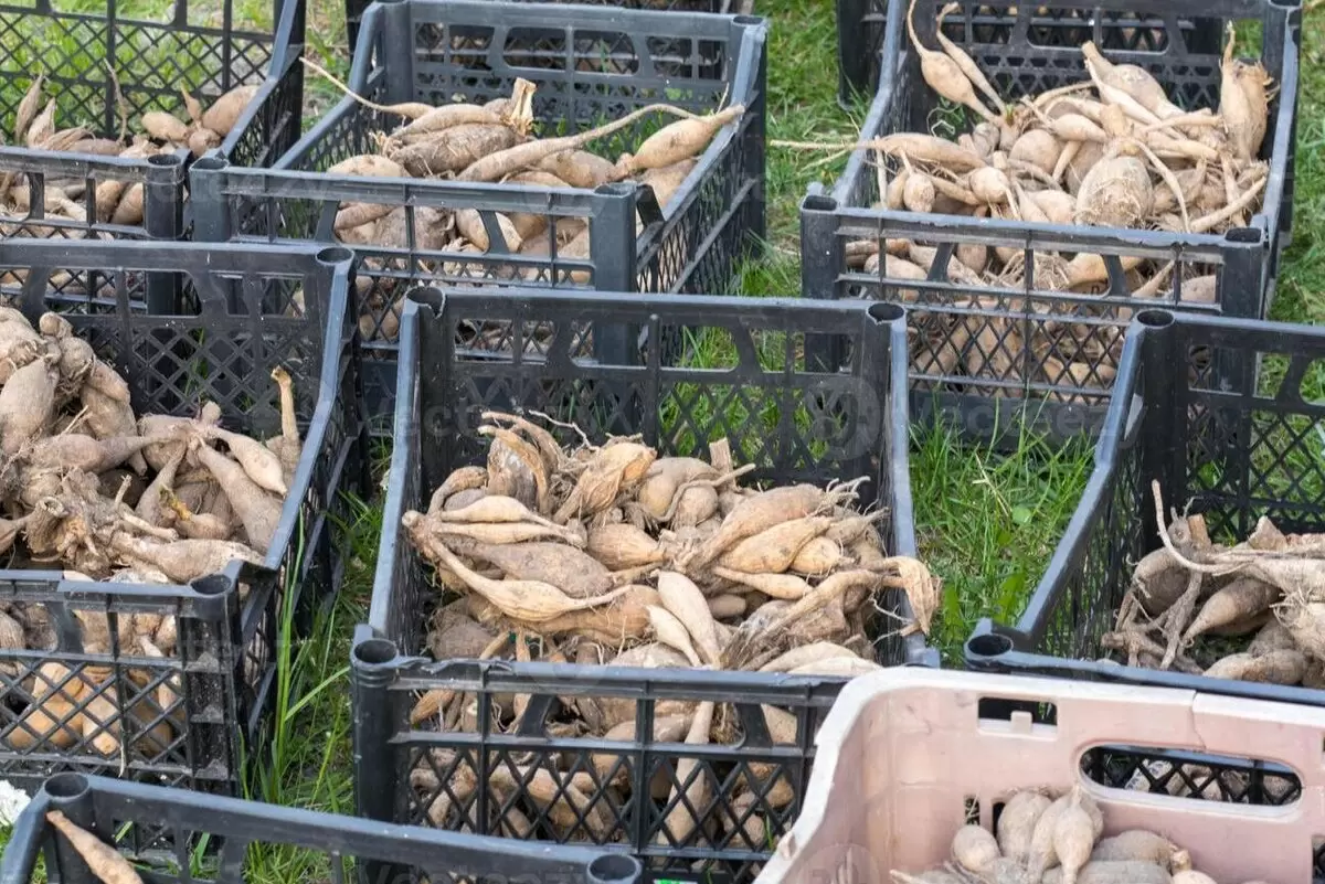 Как правильно сохранить клубни георгинов на зиму