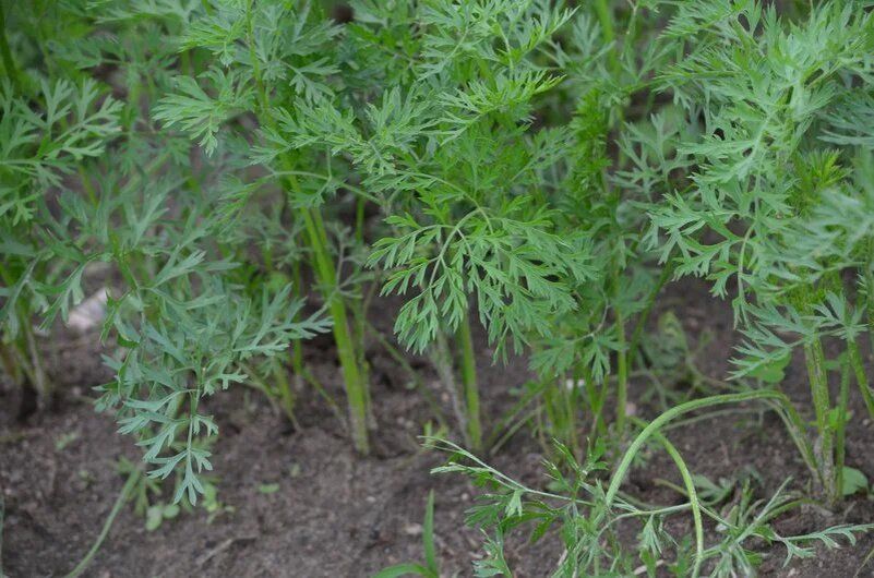 ��� ���������� ������� ������ ������� � ����� ����: ������ ������ �� ���������