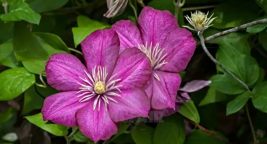 Как весной правильно подкормить клематисы для обильного цветения