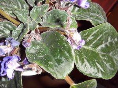 Тля на комнатных цветах: как быстро взять ситуацию под контроль